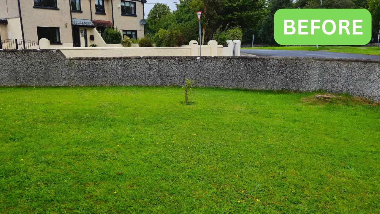 Mouldy wall cleaning service
