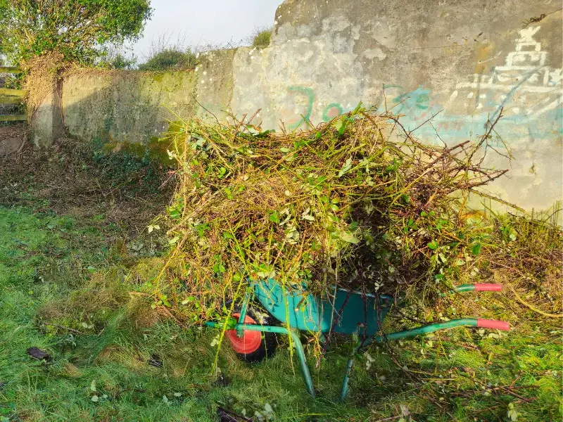 Garden Bramble and Briar Clearance Service Ireland