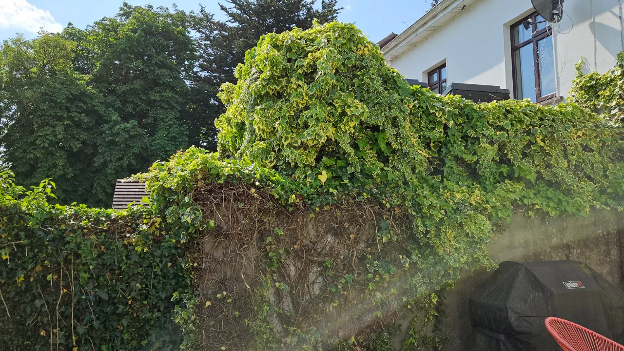 Remove Ivy from conservatory Ireland