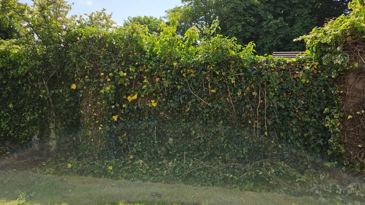 Trim hedges Limerick