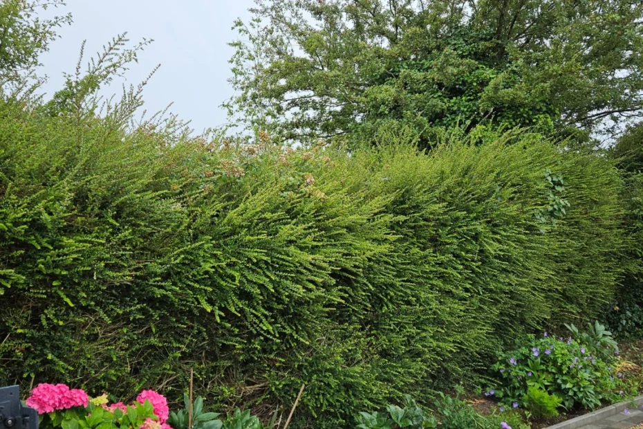 Ballyclogh Hedge Trimming Service