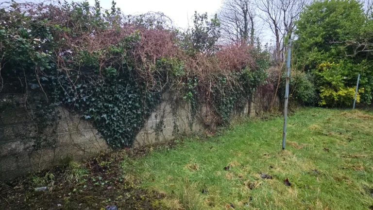North Circular Road, Limerick Extensive Garden Clearance and Maintenance